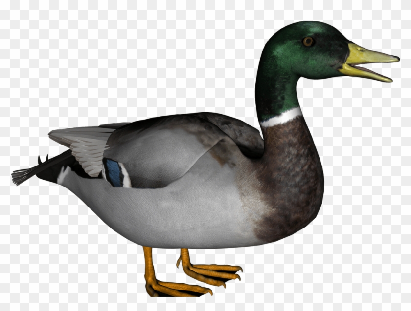 Wood Duck Clipart Transparent - Duck Clip Art #1330764