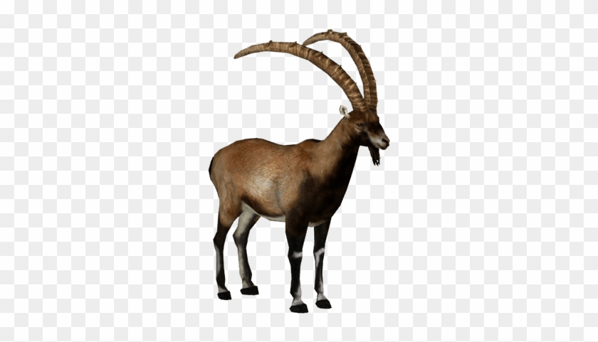 Ibex Png #1330850
