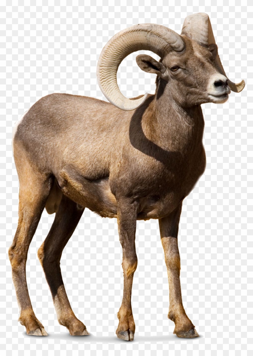Barbary Sheep Argali Goat Cattle - Bighorn Sheep #1330855