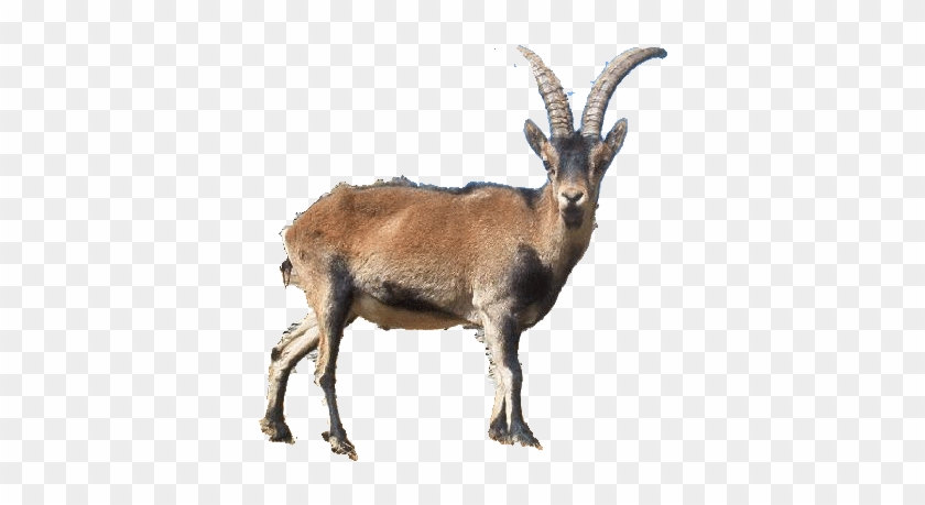 Spanish Ibex - Ibex Animal Gifs - Free Transparent PNG Clipart Images  Download