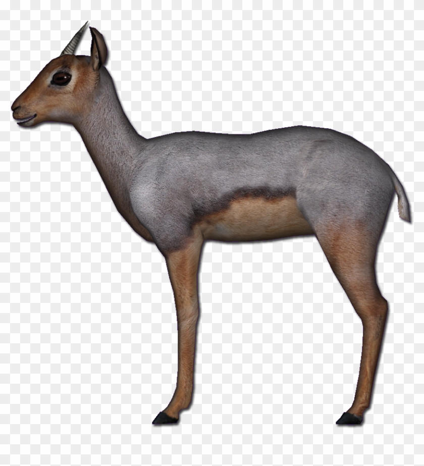 Beira Antelope - Beira Antelope #1330859