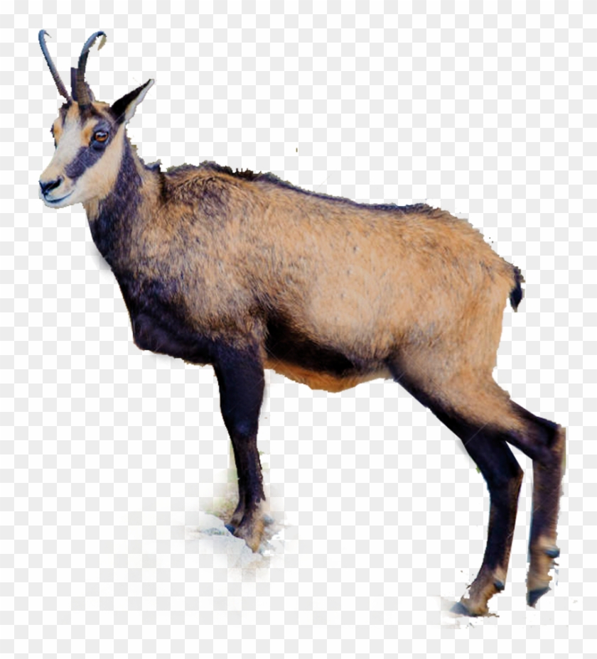 Chamois - Chamois #1330869