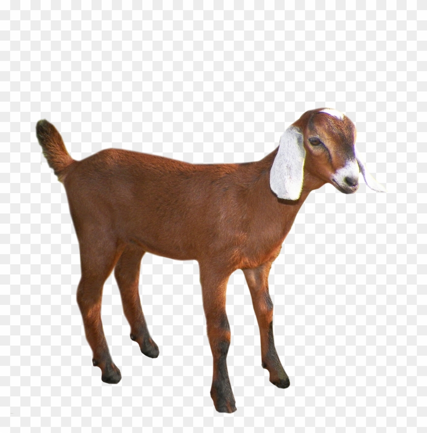 Painting Goat Png Image Picpng - Goat Png #1330873