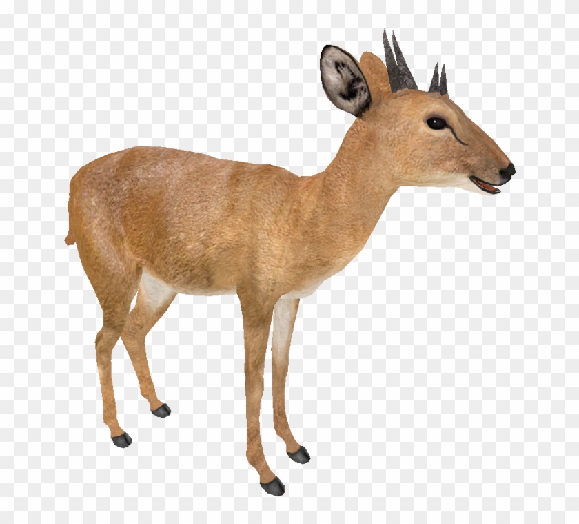 Four-horned Antelope - Four Horned Antelope #1330874