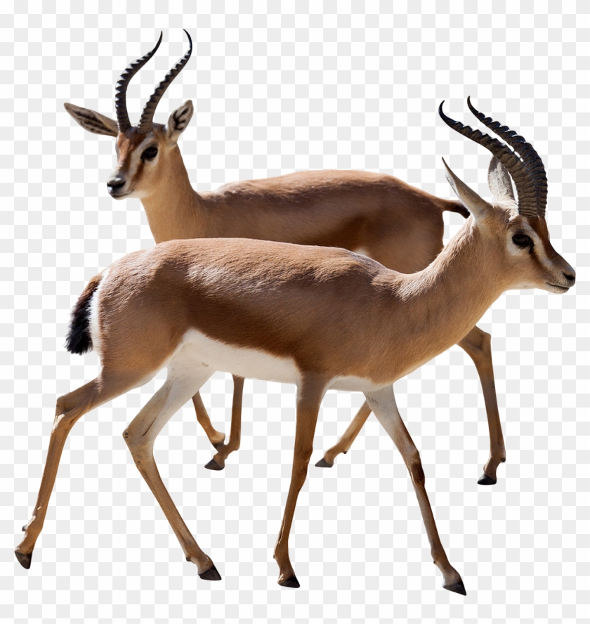 Dorcas Gazelle Antelope Thomson's Gazelle Stock Photography - Antelope Png #1330876