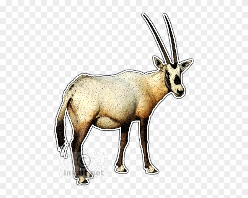 Antelope Clipart Arabian Oryx - Arabian Oryx Stainless Steel Travel Mug #1330880