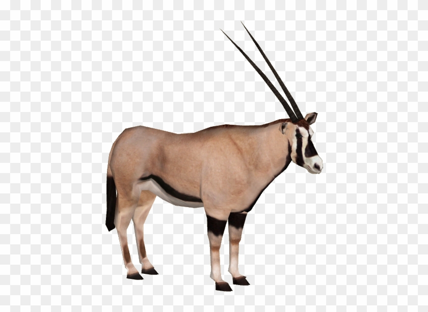 Beisa Oryx - Oryx Antelope Png #1330883