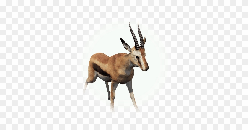 Get 10 Quest Item From Icon - Thomson's Gazelle #1330907