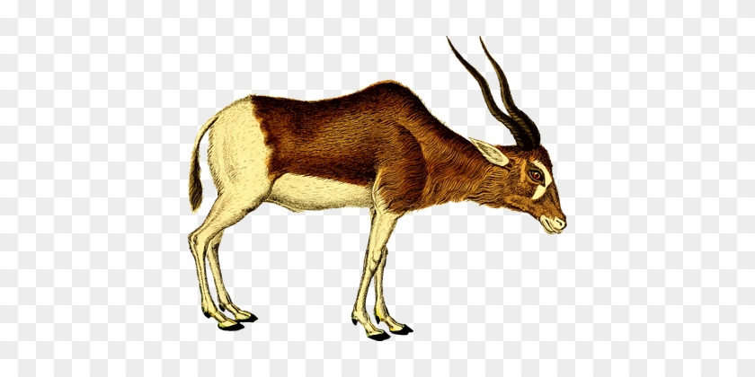 Animal Antelope Mammal Zoo Antelope Antelo - Antelope Transparent #1330909