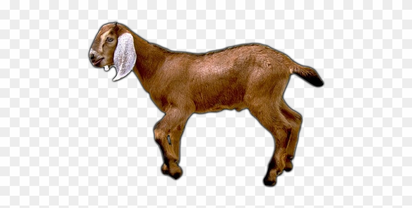 Goat Png Transparent Image 2 Free Transparent Png - Goat Meal Ornament (round) #1330912