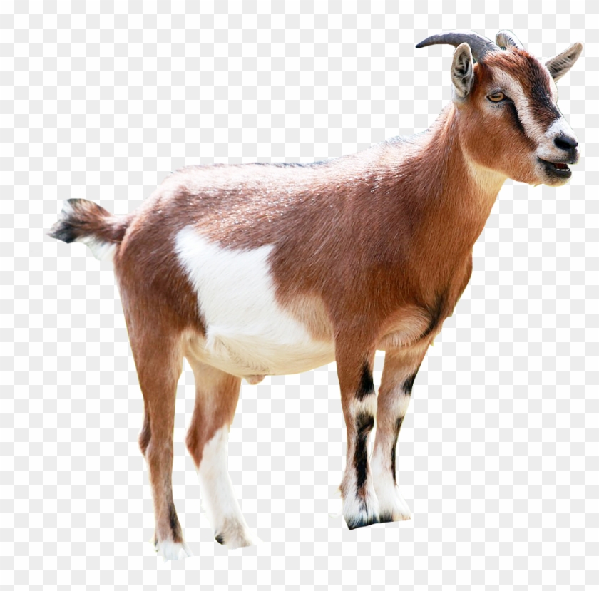 Goat Milking Animal Sales - Goat Png #1330917