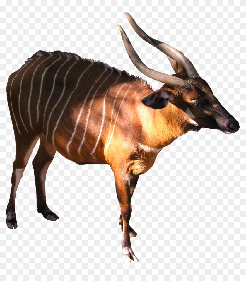 Bongo Png - Bongo Animal Png #1330919