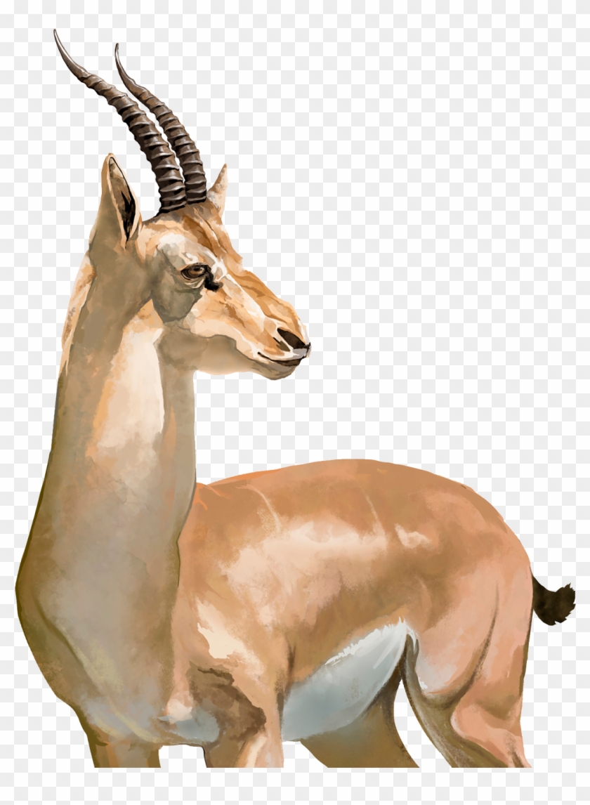 Impala Tibetan Antelope Springbok Cheetah - Clip Art #1330939
