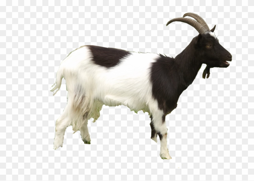 Goat Png By Virgolinedancer1 - He Goat Png #1330941