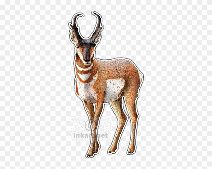 American Pronghorn Or Antelope Art Decal - American Pronghorn Sticker (rectangle) #1330942