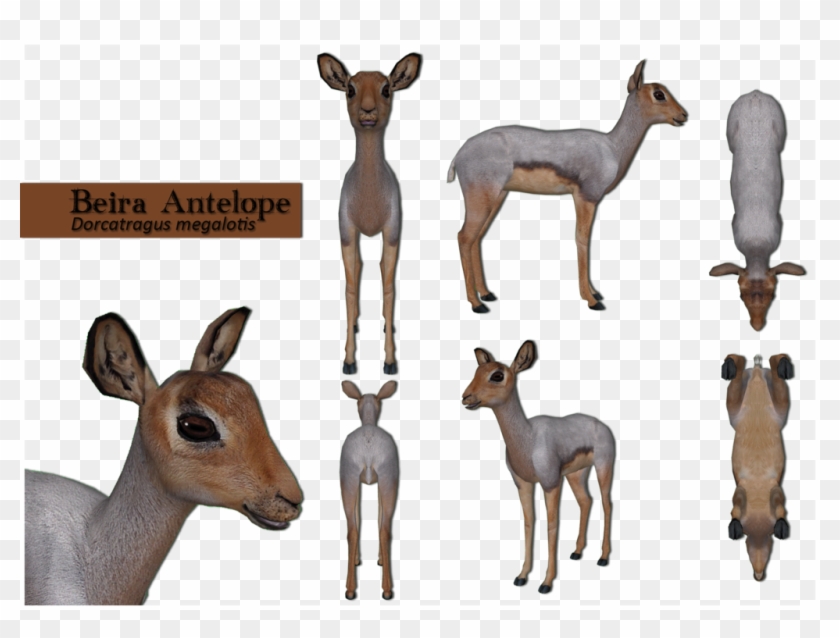 Beira Antelope Multiple Views By Grandechartreuse - Roe Deer #1330943