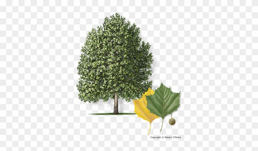 Life Clipart Sycamore - Fast Does A Sycamore Tree Grow #1330945