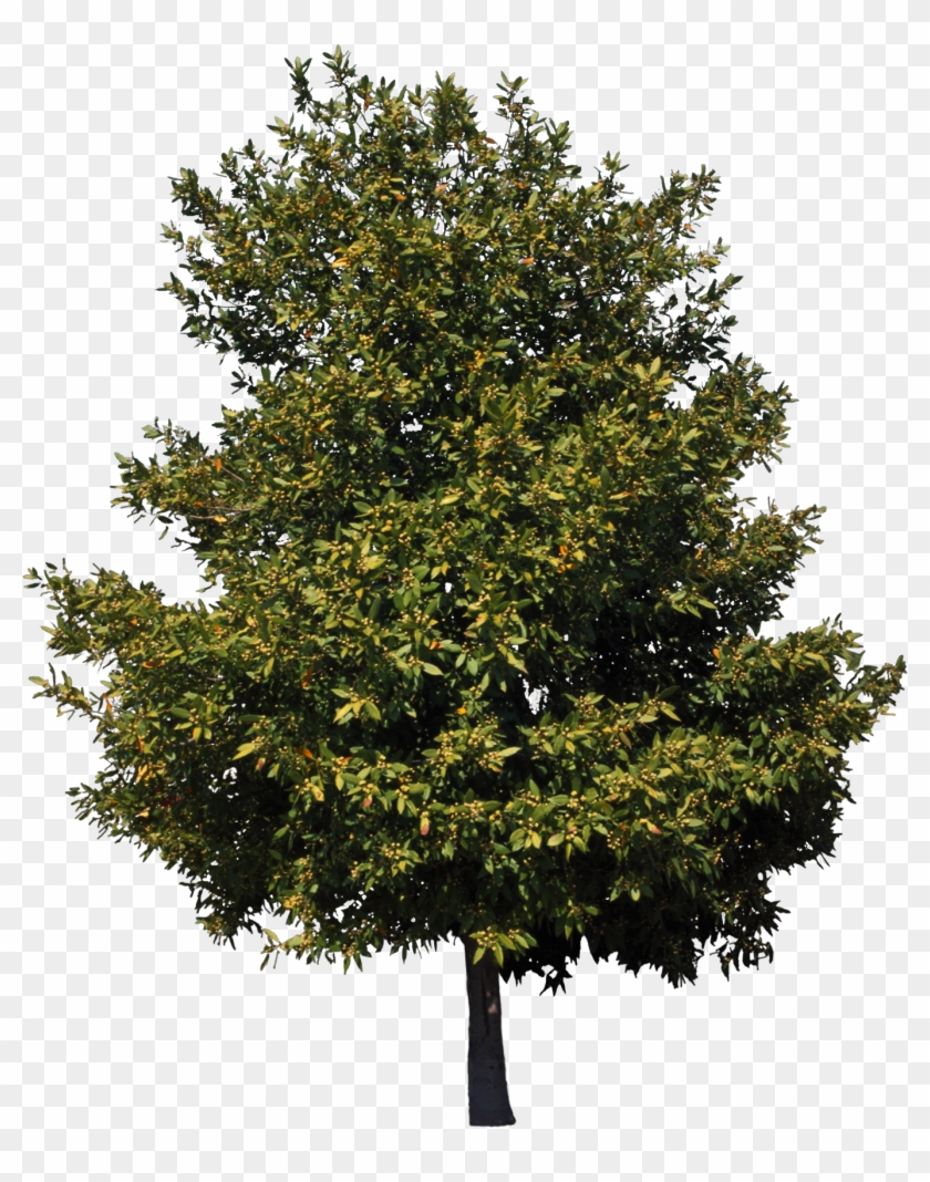 American Sycamore Tree Birch Cedar Clip Art - Free Vector Trees #1330947