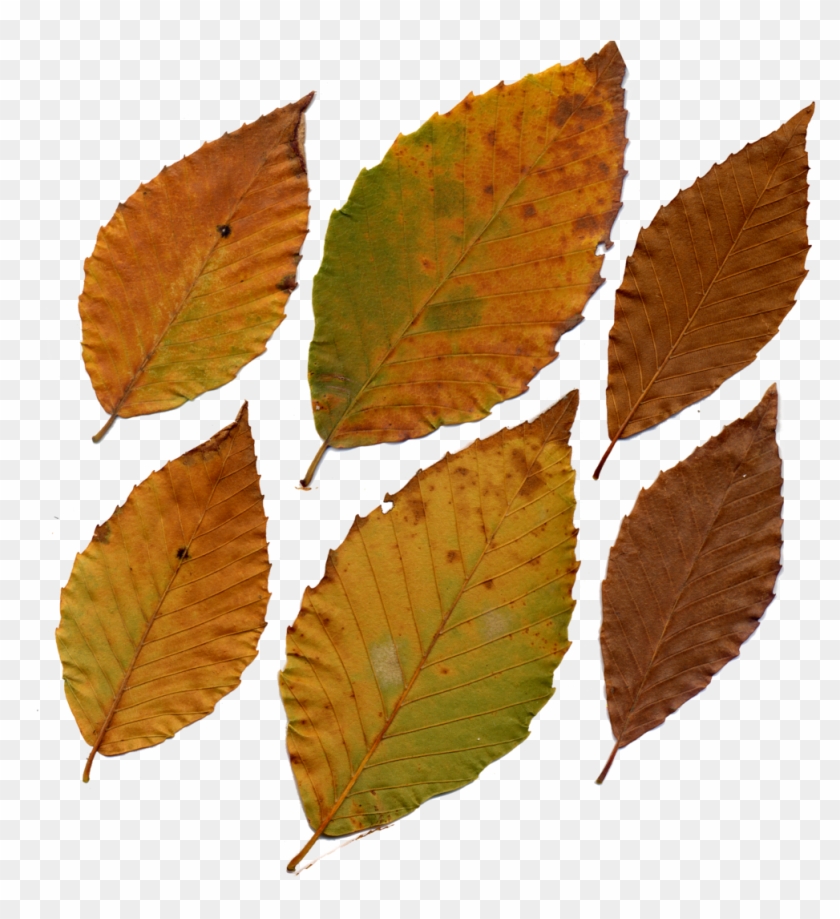 American Beech Leaves By Darkroomalchemist On Deviantart - American Beech Leaf In Fall #1330964
