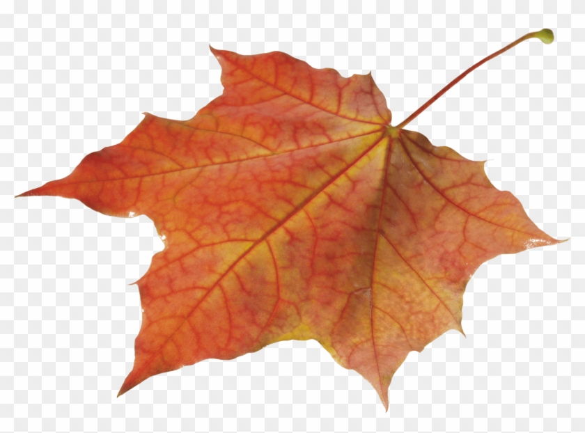 Autumn Leaves Clipart Pile Fall Leaves - Autumn Leaf Png #1330982