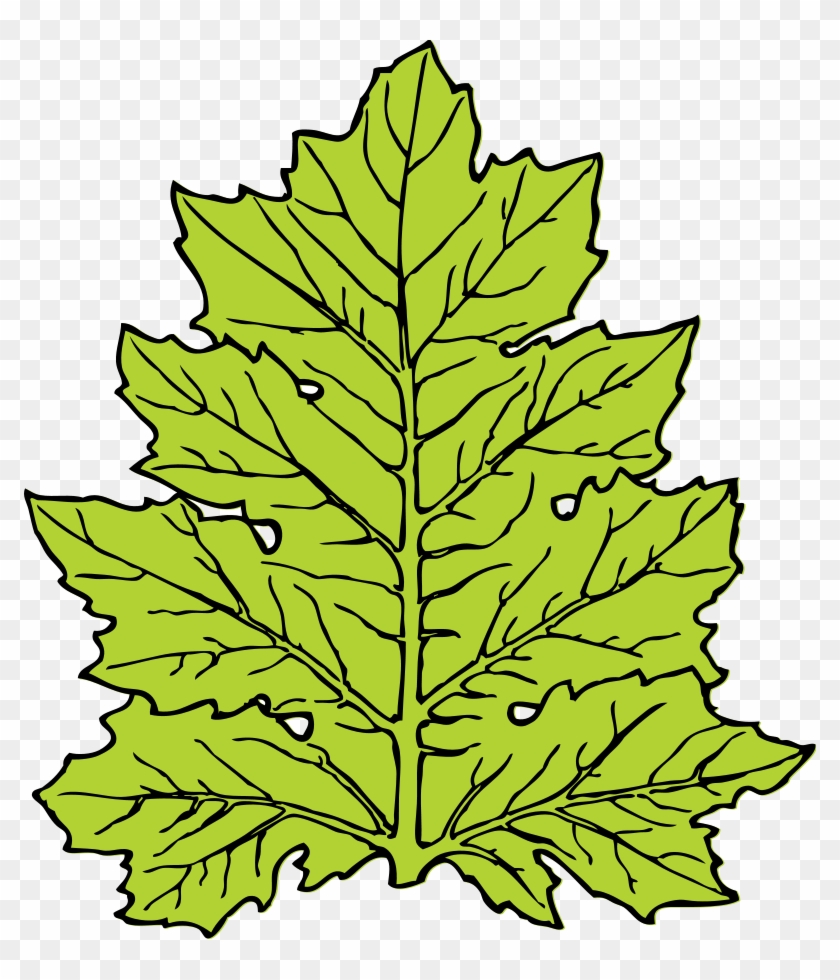 Jungle Leaves Clipart - Leaf Clip Art #1331025