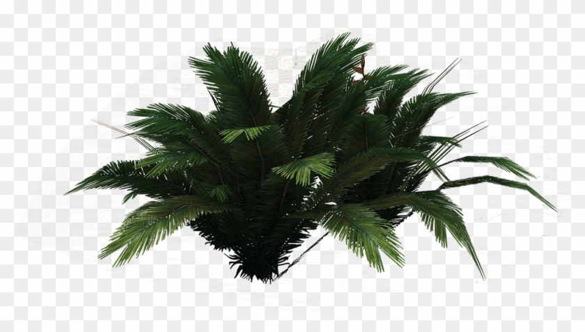 Png Ferns Clipart Image - Clip Art #1331030