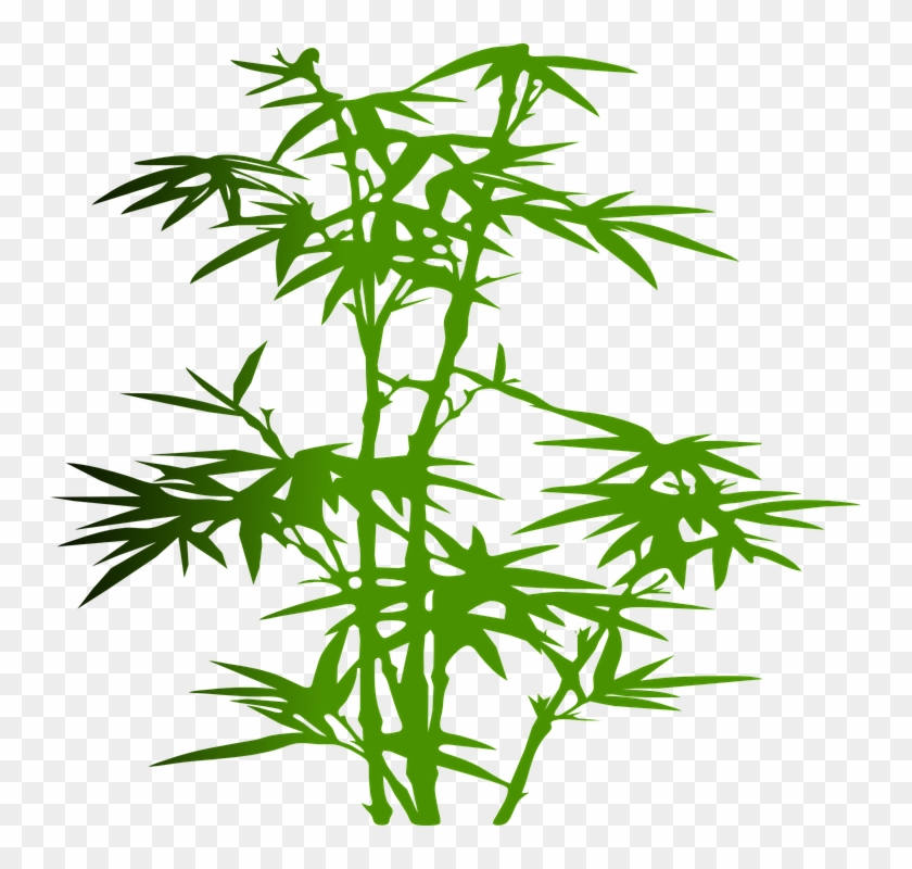 Bamboo, Plant, Green, Leaves, Zen, Japanese, Tropical - Bamboo Clip Art Png #1331042