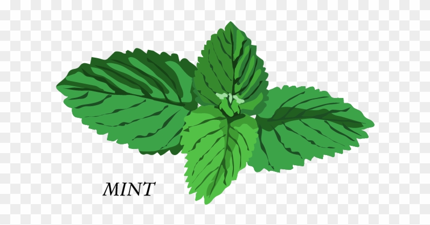Herb Basil Mint Clip Art - Herbs Clip Art #1331345