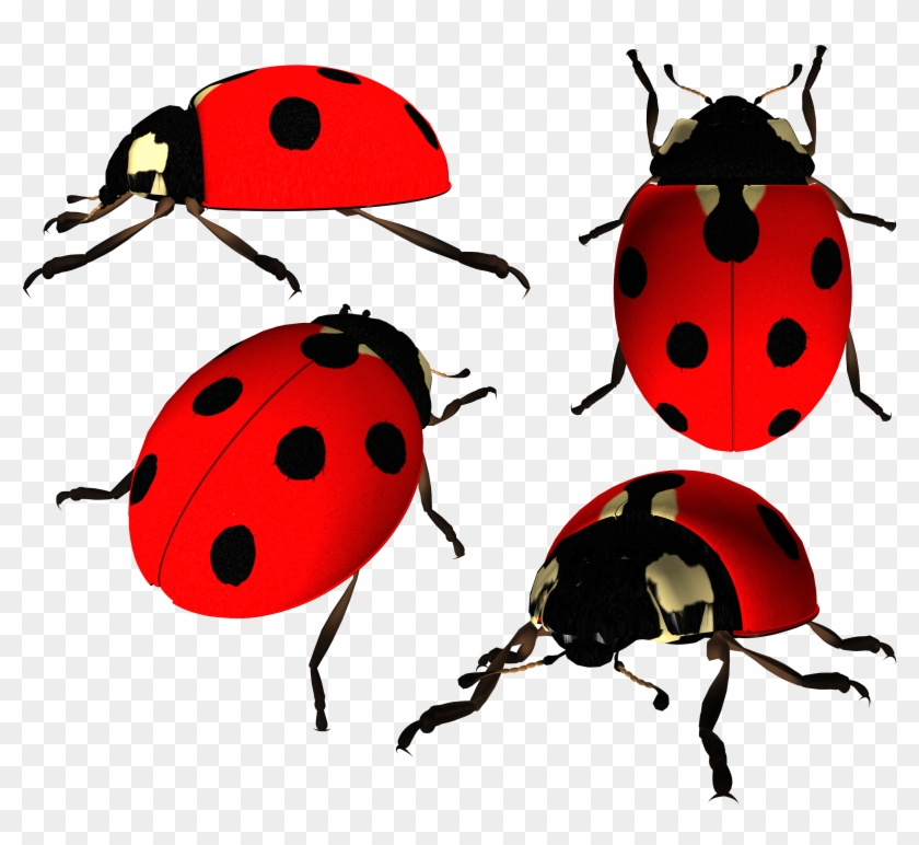 Ladybugs Png #1331820