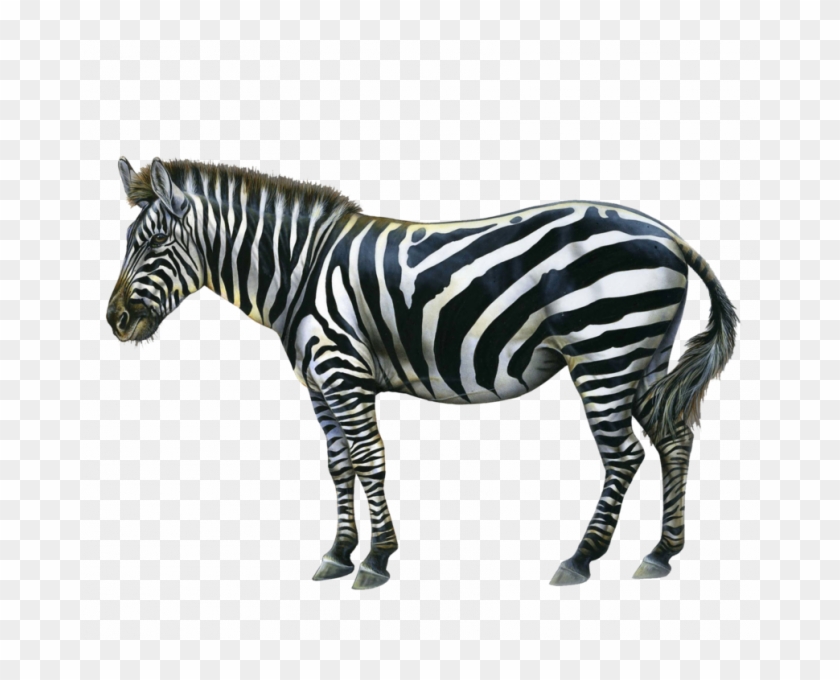 Animal Zebra Images Png Zebra Moonglowlilly Clip Art - Zebra Png #1332224