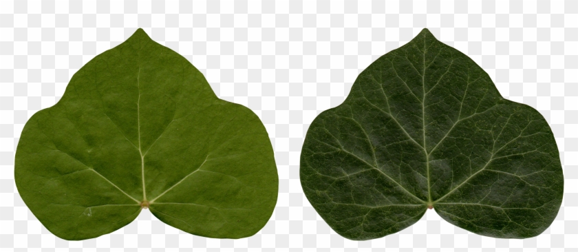 Ivy Leaves - Transparent Poisen Ivy Plant #1332336