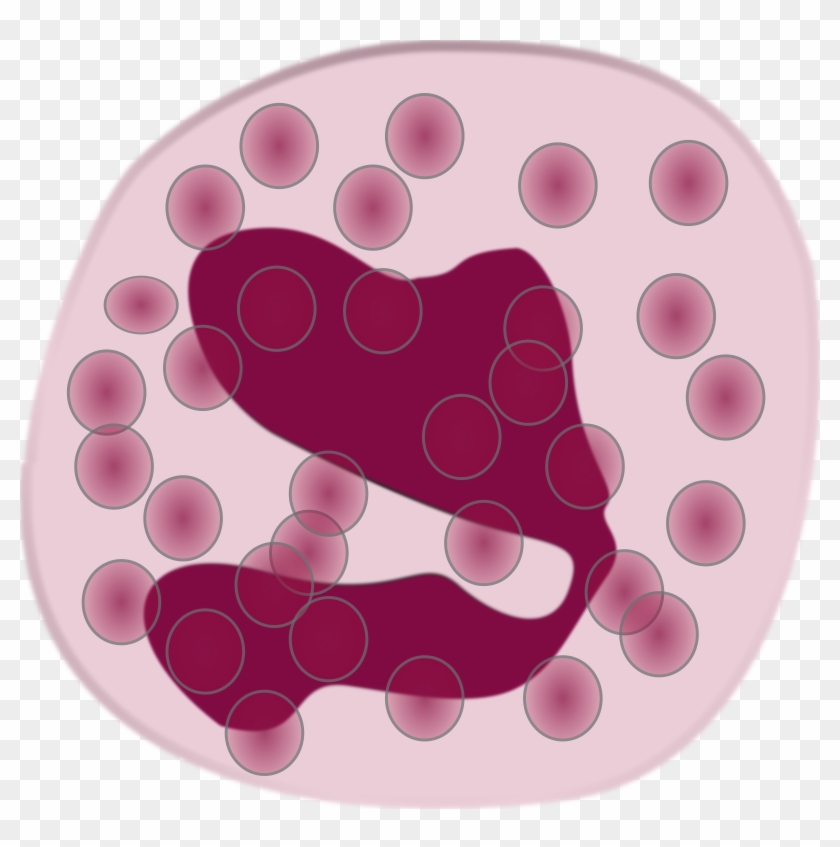 Eosinophils White Blood Cells #1332419
