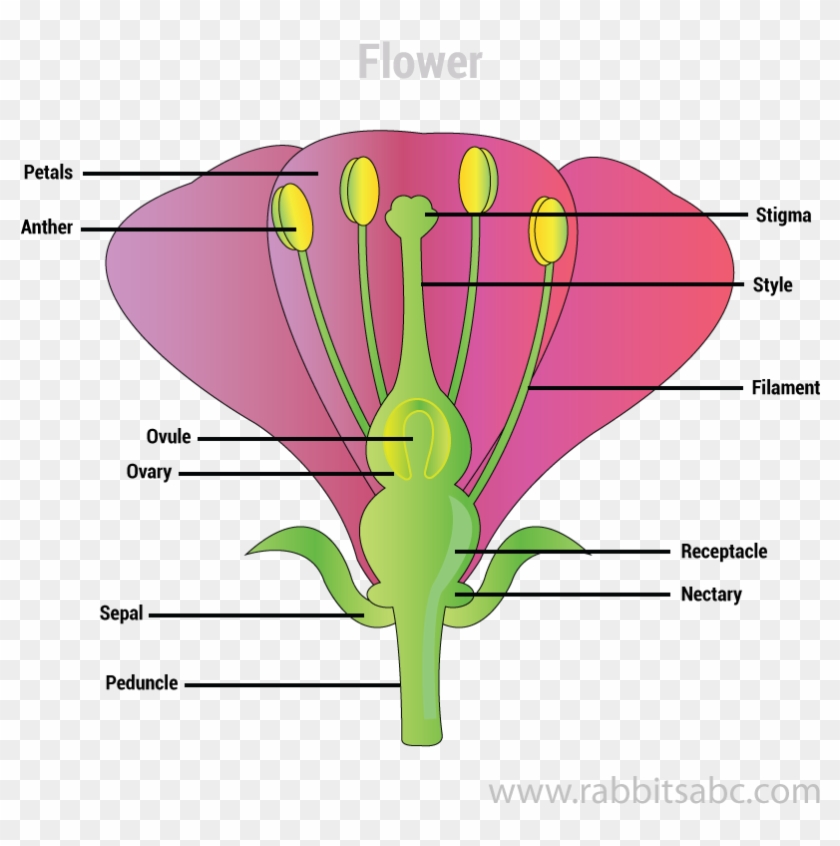 Flowers Are The Reproductive Parts - Heart #1332498
