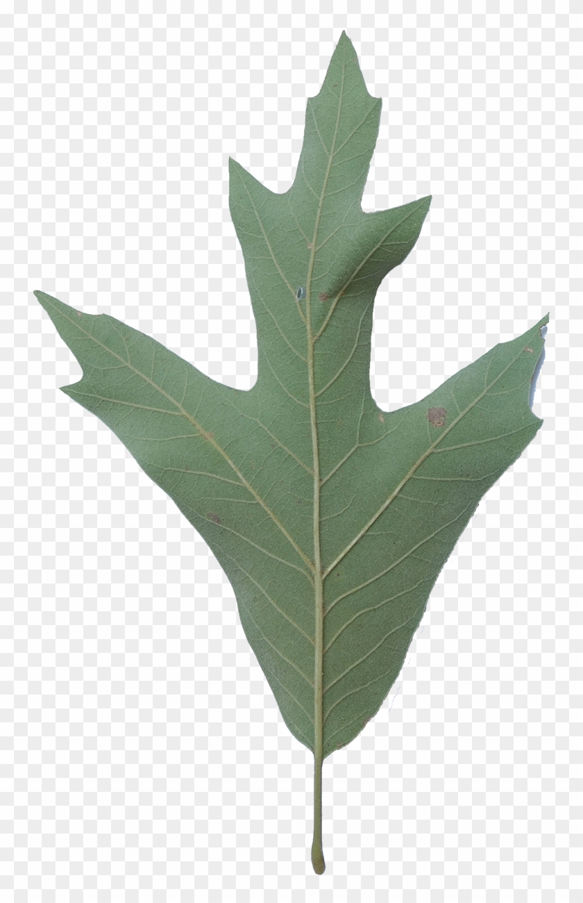 Simple - Southern Red Oak Leaf #1332512