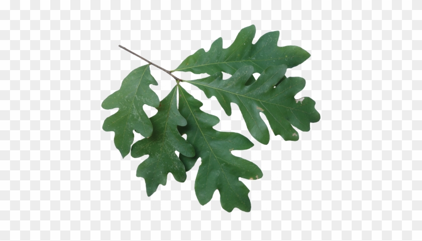 White Oak - White Oak Leaves On Branch #1332523