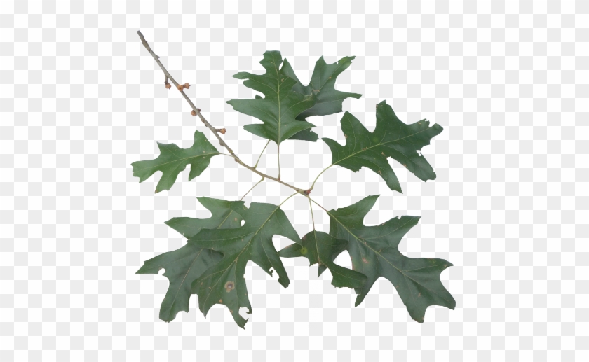 Cherrybark Oak - American Holly #1332527