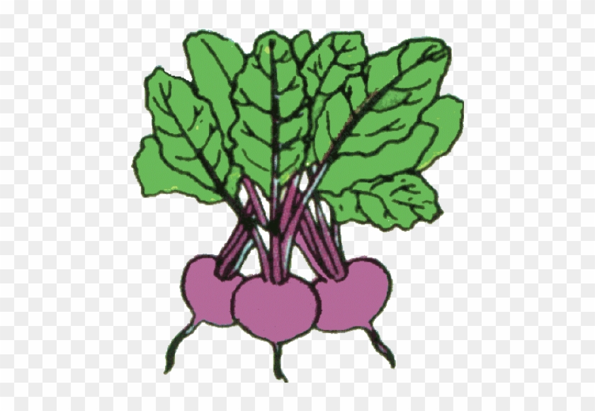Beets 1 Photo Beets1png Clipart - Tops And Bottoms Vegetables #1333176