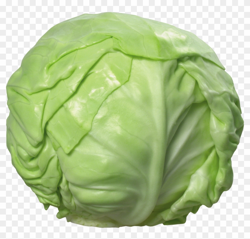 Cabbage Clipart Transparent Background - Cabbage Png #1333214