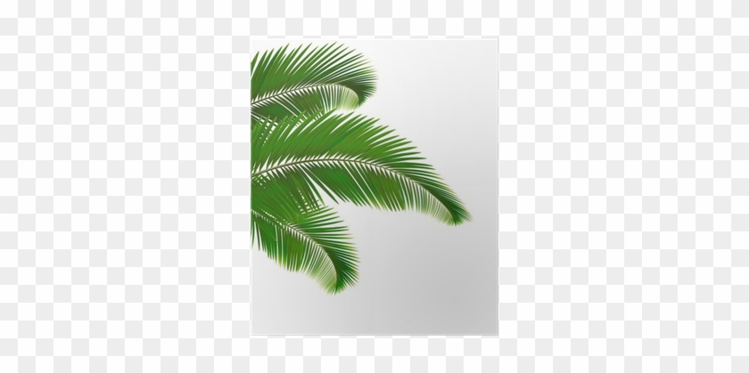 Póster Hojas De Palmera Sobre Fondo Blanco - Tropical Leaf Clipart #1333224