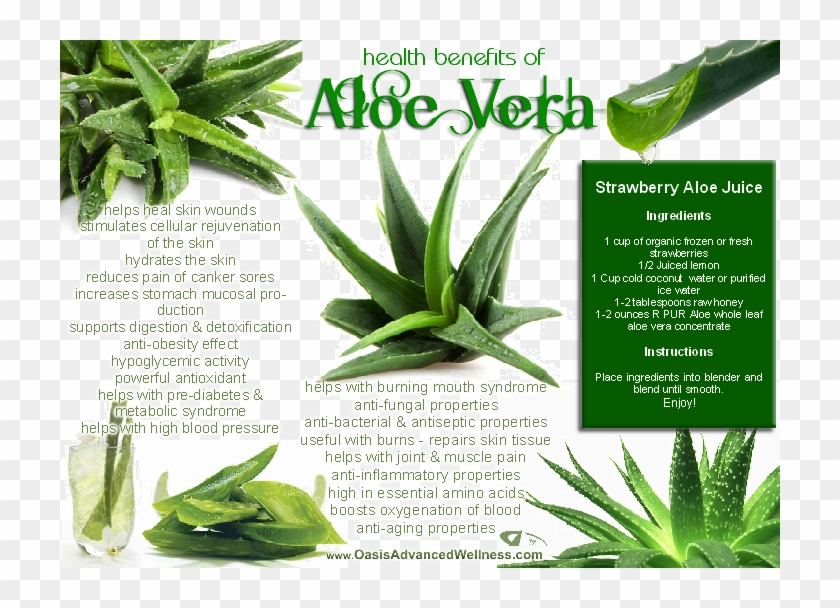 Aloe Vera Health Benefits #1333239
