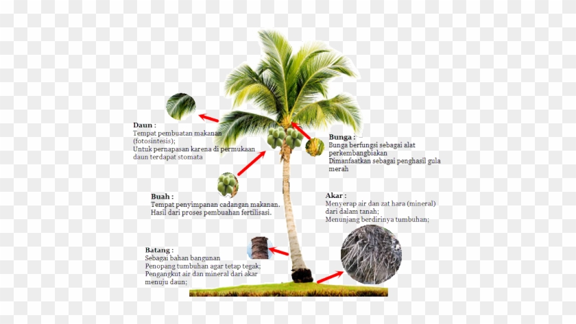 Coconut Tree Is Indeed The Versatile And Has Many Benefits - Slackline Setup 4 Carabiners #1333242