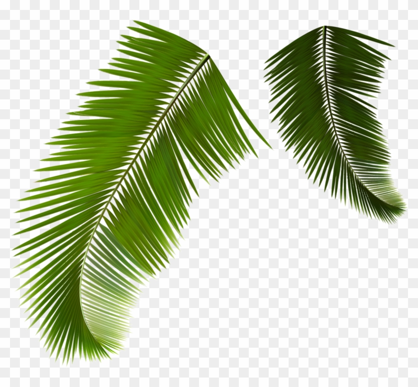 Arecaceae Leaf Frond Coconut - Coconut Leaf Vector Png #1333264