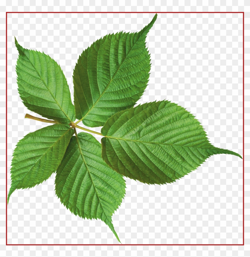 Amazing Green Leaf Png Cliparts Leaves Pict For Coconut - Leaves Transparent #1333286
