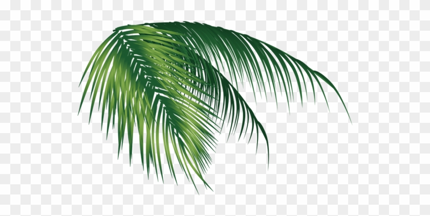 Coconut Leaves 591*591 Transprent Png Free Download - Vector #1333291