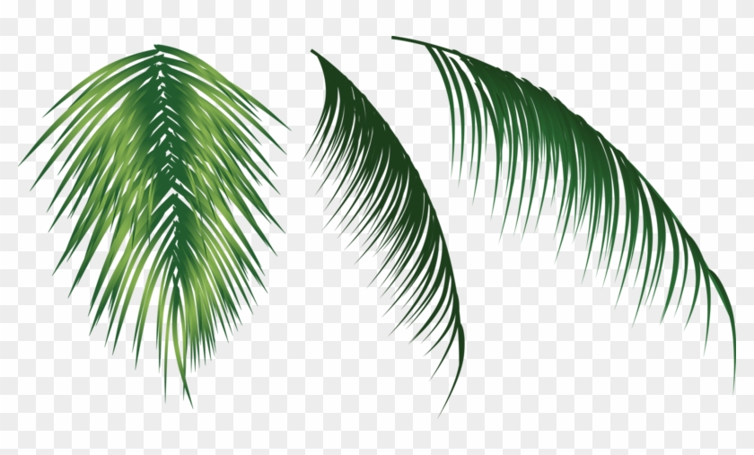Three Coconut Leaves 800*427 Transprent Png Free Download - Arecales #1333295