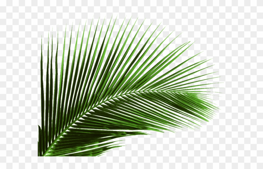 Arecaceae Leaf Plant Areca Palm Coconut - Palm Tree Leaf Png #1333297