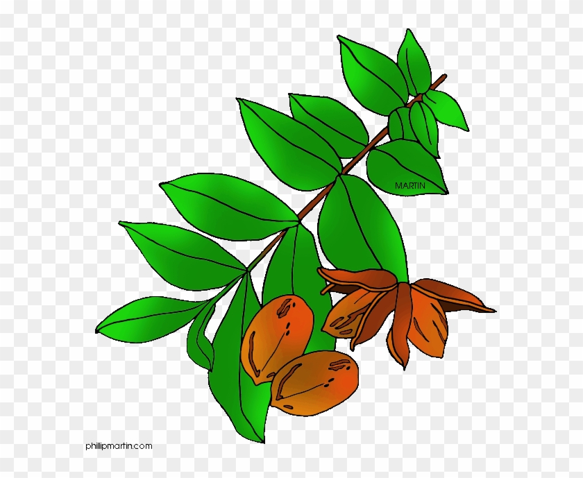 Pecan Tree Clipart - Texas State Tree Pecan #1333389