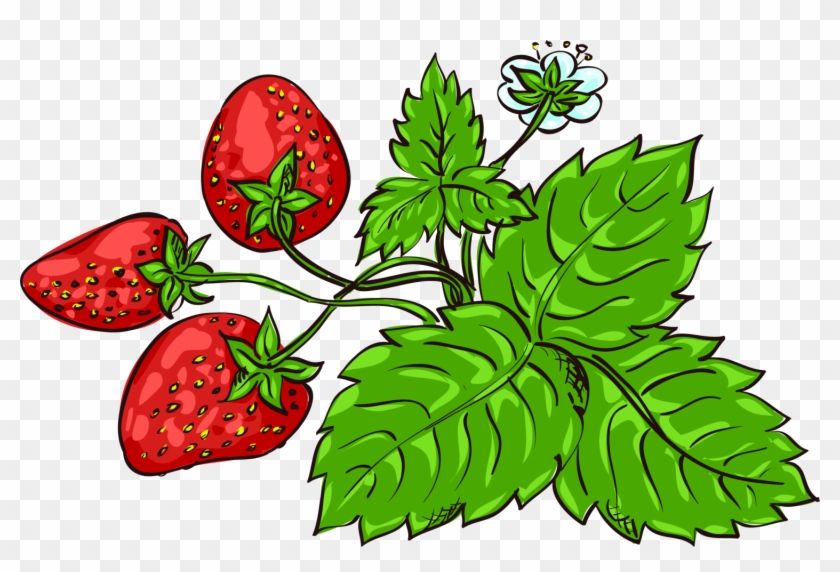 Strawberry Fragaria Viridis Aedmaasikas Clip Art - Strawberry Fragaria Viridis Aedmaasikas Clip Art #1333426