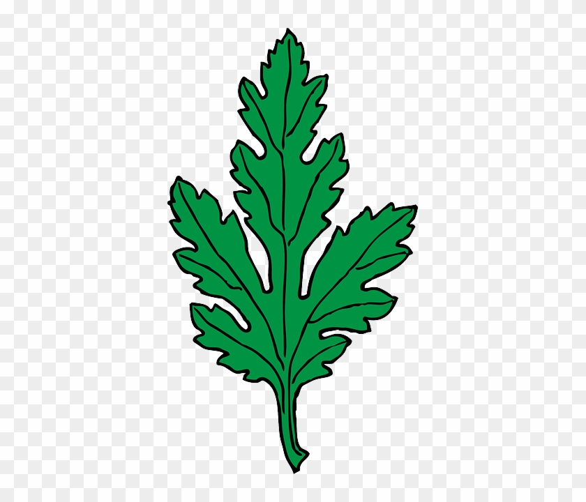 Chrysanthemum Green, Leaf, Cartoon, Plant, Leaves, - Green Leaf Clip Art #1333563