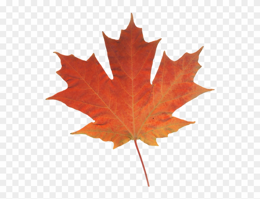 Offices Across Western Canada - Fall Leaf #1333644